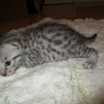 Egyptian Mau, silver, male dob 5-12-16