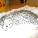 Egyptian Mau, silver, male dob 5-12-16