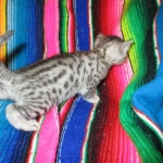 Egyptian Mau, silver, male dob 5-12-16