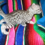 Egyptian Mau, silver, male dob 5-12-16