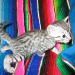 Egyptian Mau, silver, male dob 5-12-16