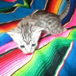 Egyptian Mau, silver, male dob 5-12-16