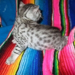 Egyptian Mau, silver, male dob 5-12-16