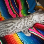 Egyptian Mau, silver, male dob 5-12-16