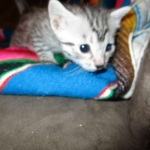 Egyptian Mau, silver, male dob 5-12-16