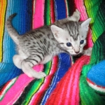 Egyptian Mau, silver, male dob 5-12-16