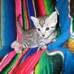 Egyptian Mau, silver, male dob 5-12-16