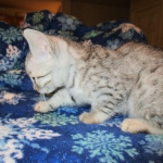 Egyptian Mau, silver, male dob 5-12-16