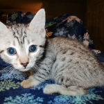 Egyptian Mau, silver, male dob 5-12-16