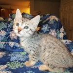 Egyptian Mau, silver, male dob 5-12-16