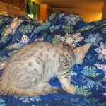 Egyptian Mau, silver, male dob 5-12-16