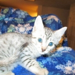 Egyptian Mau, silver, male dob 5-12-16