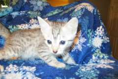 Khepri Egyptian Mau Silver Male 3 many spots DOB 5-12-16
