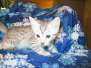 Khepri Egyptian Mau Silver Male 3 many spots DOB 5-12-16