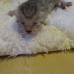 Egyptian Mau, silver male, dob 5-12-16