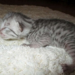 Egyptian Mau, silver male, dob 5-12-16