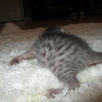 Egyptian Mau, silver male, dob 5-12-16