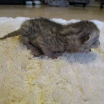 Egyptian Mau, silver male, dob 5-12-16