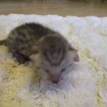 Egyptian Mau, silver male, dob 5-12-16