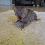 Egyptian Mau, silver male, dob 5-12-16