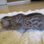 Egyptian Mau, silver male, dob 5-12-16