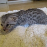 Egyptian Mau, silver male, dob 5-12-16