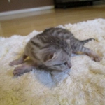 Egyptian Mau, silver male, dob 5-12-16