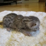 Egyptian Mau, silver male, dob 5-12-16