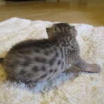 Egyptian Mau, silver male, dob 5-12-16