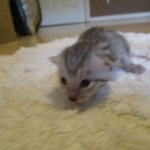 Egyptian Mau, silver male, dob 5-12-16