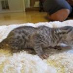 Egyptian Mau, silver male, dob 5-12-16