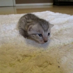 Egyptian Mau, silver male, dob 5-12-16