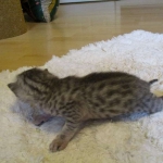 Egyptian Mau, silver male, dob 5-12-16