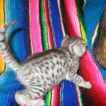 Egyptian Mau, silver male, dob 5-12-16