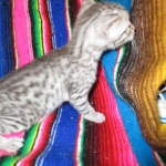 Egyptian Mau, silver male, dob 5-12-16