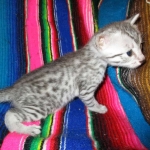 Egyptian Mau, silver male, dob 5-12-16