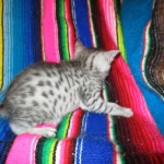 Egyptian Mau, silver male, dob 5-12-16