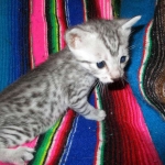 Egyptian Mau, silver male, dob 5-12-16