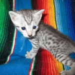 Egyptian Mau, silver male, dob 5-12-16