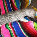 Egyptian Mau, silver male, dob 5-12-16