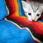 Egyptian Mau, silver male, dob 5-12-16