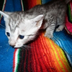 Egyptian Mau, silver male, dob 5-12-16