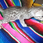 Egyptian Mau, silver male, dob 5-12-16