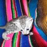 Egyptian Mau, silver male, dob 5-12-16