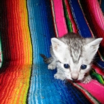 Egyptian Mau, silver male, dob 5-12-16