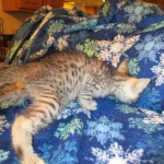 Egyptian Mau, silver male, dob 5-12-16