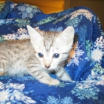 Egyptian Mau, silver male, dob 5-12-16