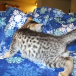 Egyptian Mau, silver male, dob 5-12-16