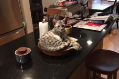 Milo Egyptian Mau silver Male #1 DOB 6-15-16