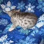 Egyptian Mau, Silver, Male #1, DOB 6-15-16